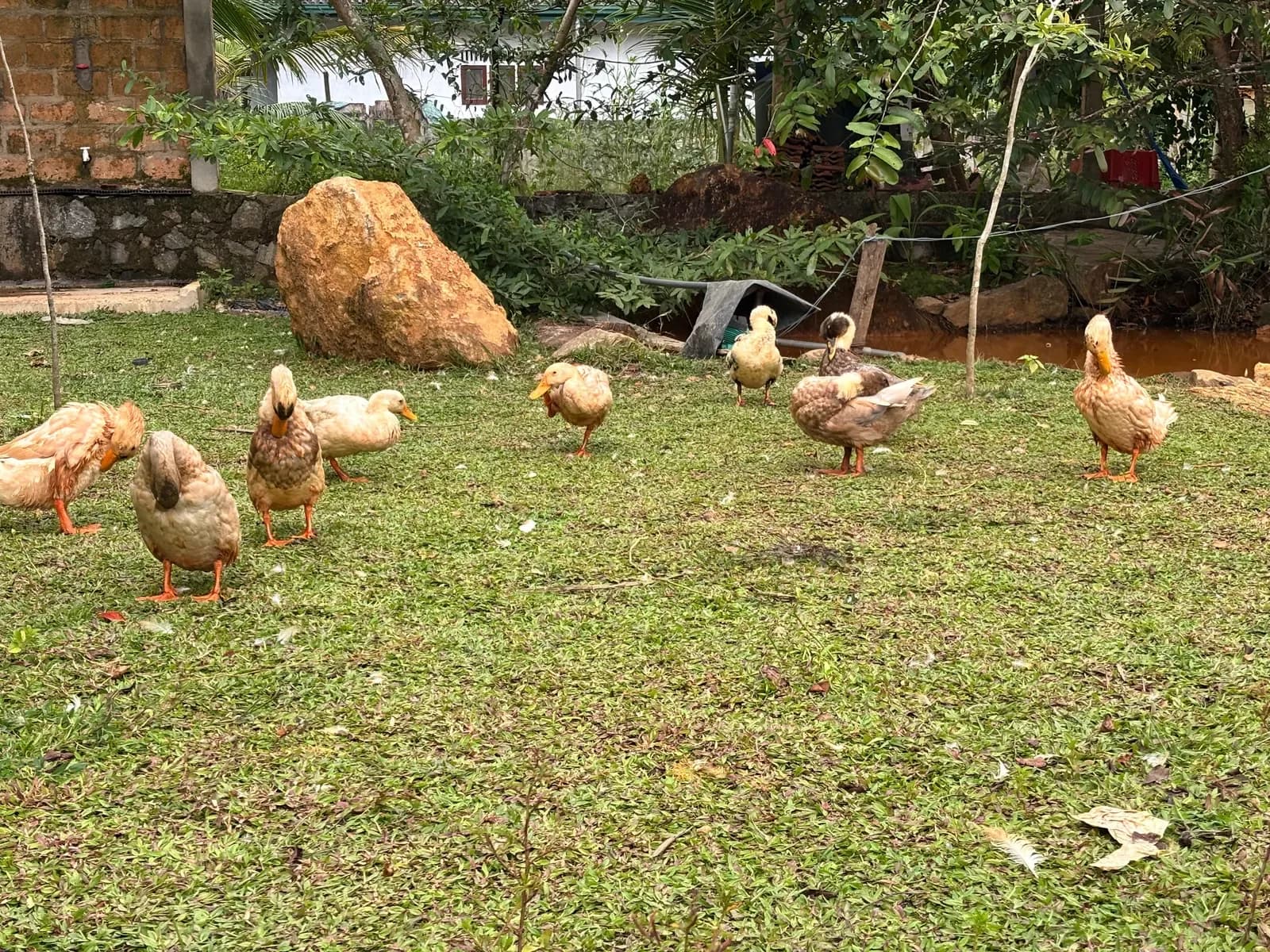 Ducks and hens roaming freely across the park