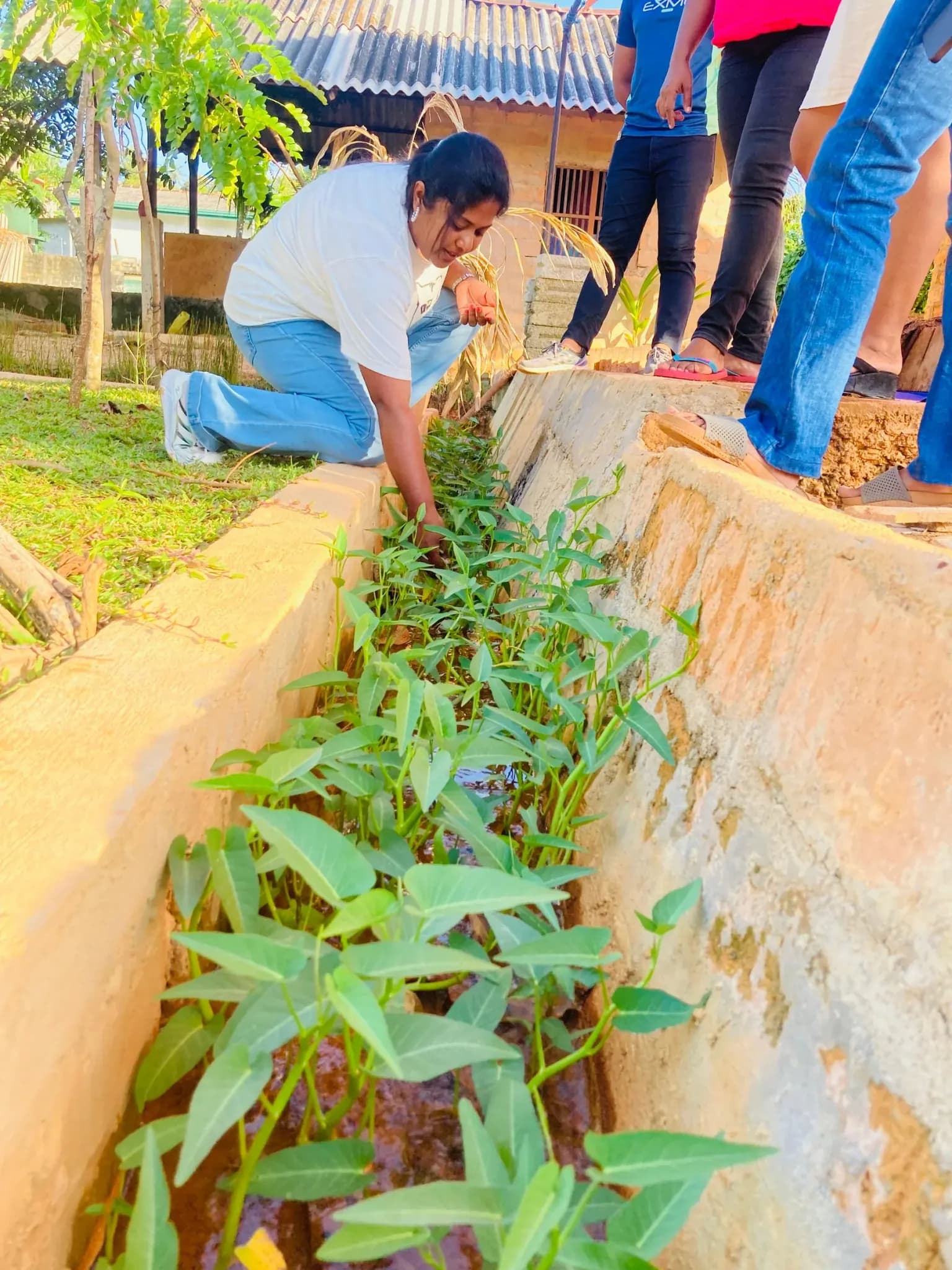 Planting seedlings in the organic vegetable beds